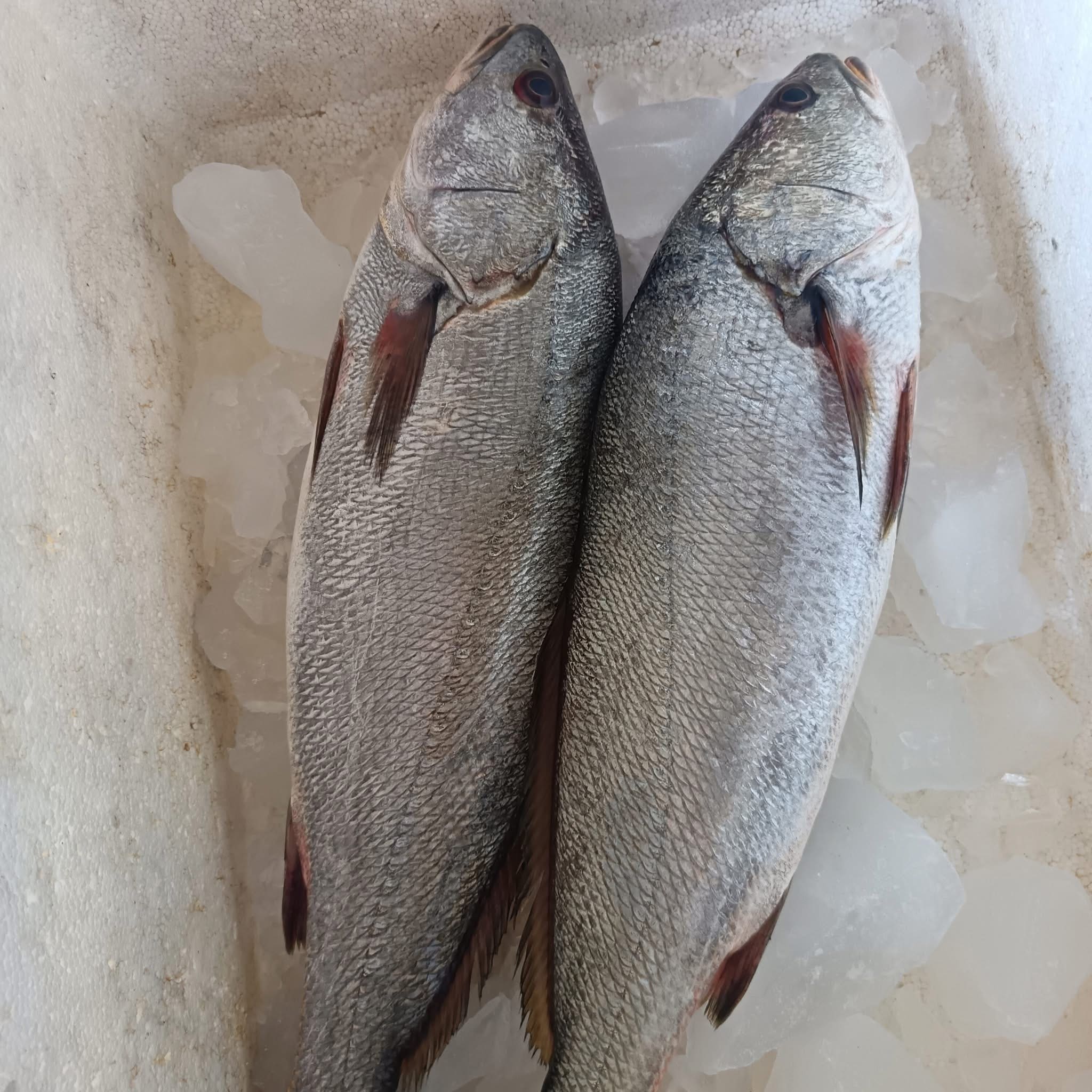 Fresh shrimp harvest at Ghalyoun